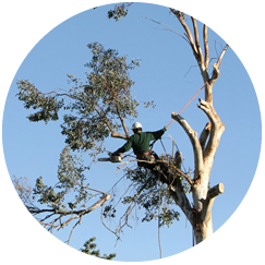 Grapevine Tree Services